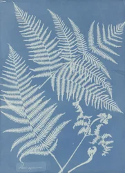 Pteris aquilina